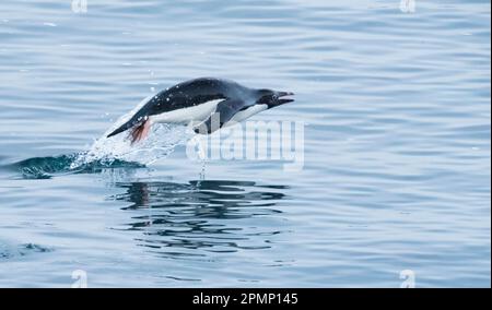 Il pinguino di Adelie (Pygosceis adeliae) salta sopra la superficie dell'acqua; Antartide Foto Stock