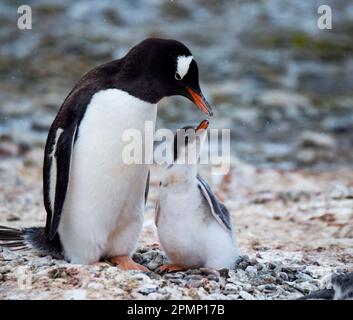 Pinguino Gentoo (Pygoscelis papua) con pulcino; Antartide Foto Stock