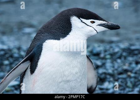 Ritratto ravvicinato di un pinguino Chinstrap (Pygoscelis antarcticus) su Half Moon Island; Antartide Foto Stock