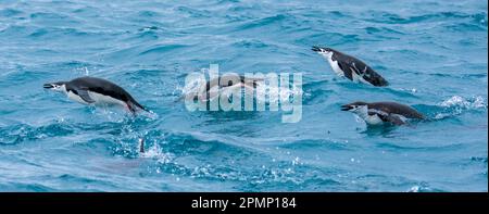 Pinguini Chinstrap (Pygoscelis antarcticus) che si muovono attraverso l'acqua; Isola degli Elefanti, Antartide Foto Stock