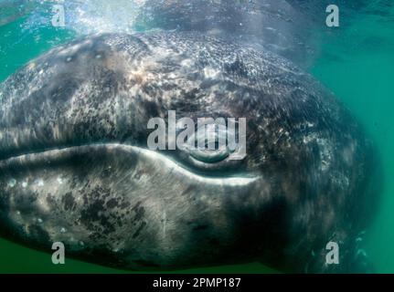 Primo piano del volto di una balena grigia (Eschrichtius robustus); Messico Foto Stock