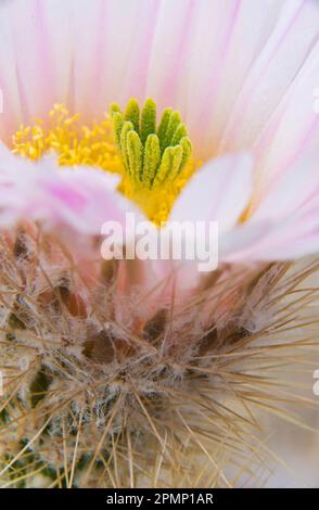 Primo piano della fioritura di un cactus; Baja California, Messico Foto Stock