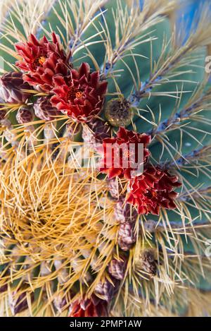 Cactus in fiore; Baja California, Messico Foto Stock