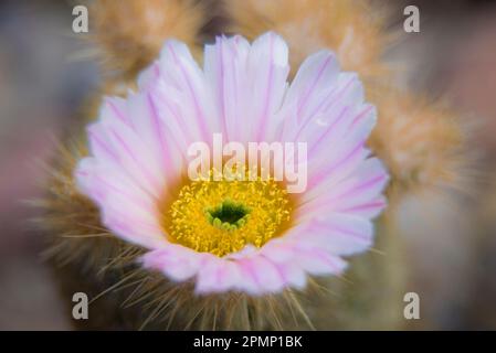 Primo piano della fioritura di un cactus; Baja California, Messico Foto Stock