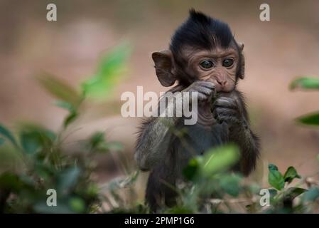 Giovane scimmia ad Angkor Thom; Siem Reap, Angkor, Cambogia Foto Stock