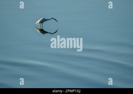 Great egret (Ardea alba) a caccia di piccoli pesci; Cutler, Maine, Stati Uniti d'America Foto Stock