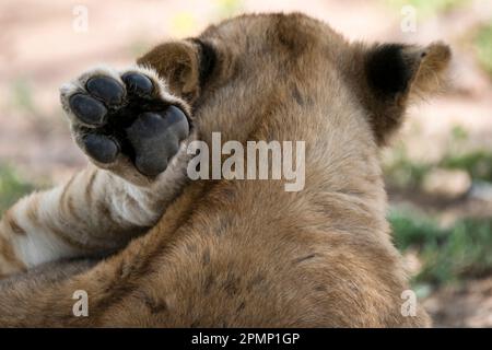 Il leone femminile (Panthera leo) si rilassa in una posizione unica con la sua zampa sulla testa, all'ombra del Parco Nazionale del Serengeti in Tanzania Foto Stock