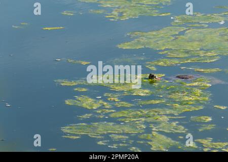 Tartaruga slider dalle orecchie rosse che nuotano nelle alghe dello stagno Foto Stock