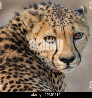Ritratto di un giovane Cheetah (Acinonyx jubatus); Keetmanshoop, Namibia Foto Stock