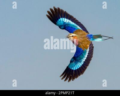 Uccello a rullo con petto lilla in volo (Coracias caudatus); Okaukuejo, Etosha National Park, Kunene, Namibia Foto Stock