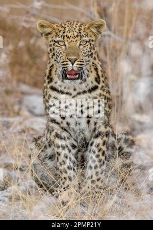 Ritratto di un giovane leopardo maschile (Panthera pardus), seduto con la bocca aperta; Okaukuejo, Parco Nazionale di Etosha, Kunene, Namibia Foto Stock