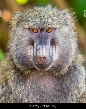 Ritratto ravvicinato di una giovane Baboon (Papio) nel Parco Nazionale del Lago Manyara; regione di Arusha, Tanzania Foto Stock