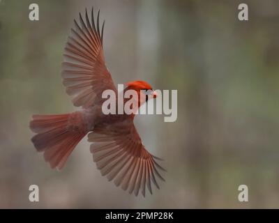 Cardinale maschile (Cardinalis cardinalis) in volo; Rochester, Minnesota, Stati Uniti d'America Foto Stock
