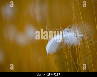 Piuma di cigno dal collo nero nell'erba autunnale, Parco Nazionale Torres del Paine; Patagonia, Cile Foto Stock