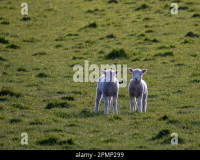 Giovani agnelli (Ovis aries) si trovano in un pascolo; Moeraki, Katiki Point, South Island, nuova Zelanda Foto Stock