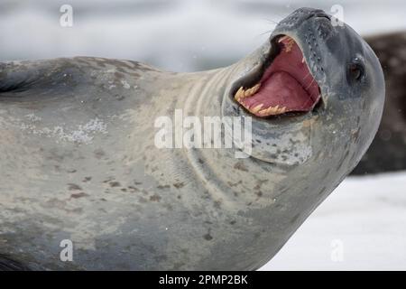 Foca leopardo (Hydrurga leptonyx) giacente sull'iceberg con la bocca aperta in un'espressione; isola di Couverville, Antartide Foto Stock