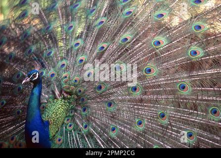 Ritratto di un pavone maschio (Pavo cristatus) in piena esposizione; Agra, Uttar Pradesh, India Foto Stock