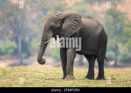 L'elefante africano (Loxodonta africana) si erge sollevando l'erba con il tronco nel Chobe National Park; Chobe, Botswana Foto Stock