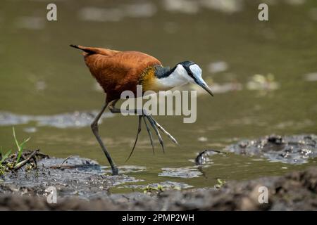 La jacana africana (Actophilornis africanus) attraversa fondali fangosi che sollevano i piedi nel Parco Nazionale del Chobe; Chobe, Botswana Foto Stock