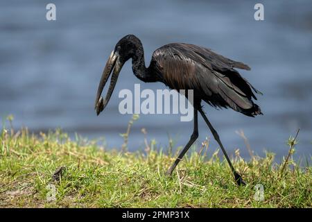 L'aperbill africano (Anastomus lamelligerus) cammina lungo la riva del fiume trasportando cozze nel Parco Nazionale del Chobe; Chobe, Botswana Foto Stock