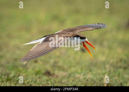 Lo skimmer africano (Rynchops flavirostris) vola sull'erba aprendo il becco nel Parco Nazionale del Chobe; Chobe, Botswana Foto Stock