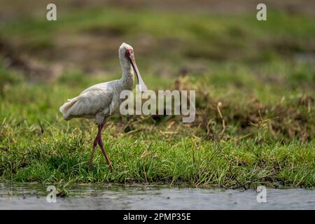 Il becco di spatola africano (Platalea alba) cammina sull'erba lungo la riva del fiume nel Parco Nazionale del Chobe; Chobe, Botswana Foto Stock