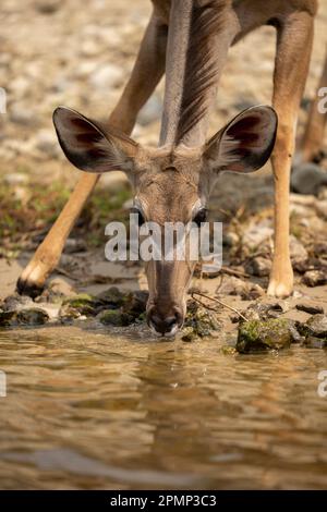 Primo piano di kudu maggiore femmina (Tragelaphus strepsiceros) che prendono l'acqua nel Parco Nazionale del Chobe; Chobe, Botswana Foto Stock