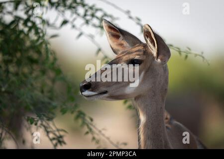 Primo piano di kudu (Tragelaphus strepsiceros) in Bush nel Parco Nazionale del Chobe; Chobe, Botswana Foto Stock