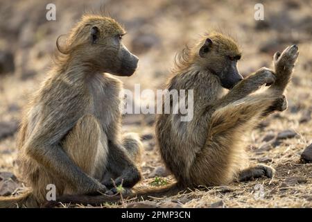 Primo piano del babbuino Chacma (Papio ursinus) seduto a guardare un altro nel Parco Nazionale del Chobe; Chobe, Botswana Foto Stock