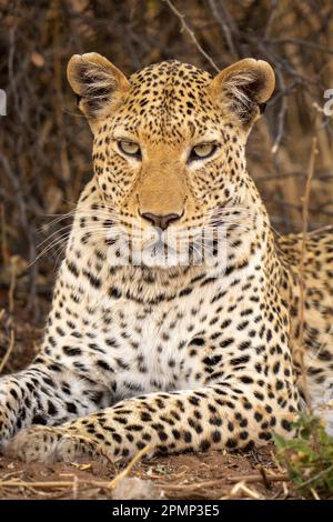 Primo piano del leopardo maschile (Panthera pardus) che giace di fronte alla macchina fotografica nel Parco Nazionale del Chobe; Chobe, Botswana Foto Stock