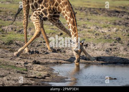 Primo piano di giraffa del Sud maschile (Giraffa giraffa angolensis) che beve nel Parco Nazionale del Chobe; Chobe, Botswana Foto Stock