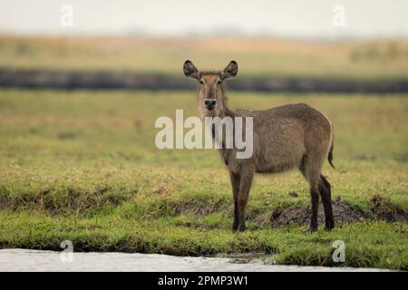 Femmina Common Waterbuck (Kobus ellipsiprymnus) guarda la macchina fotografica dalla riva del fiume nel Parco Nazionale del Chobe; Chobe, Botswana Foto Stock