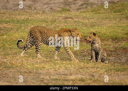 Il leopardo femminile (Panthera pardus) si avvicina al cucciolo seduto sull'erba nel Parco Nazionale del Chobe; Chobe, Botswana Foto Stock