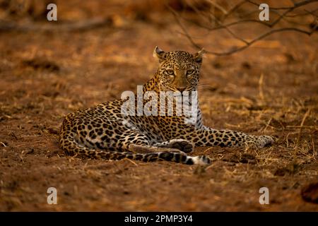 Il leopardo femminile (Panthera pardus) giace sulla telecamera di avvistamento della sabbia nel Parco Nazionale del Chobe; Chobe, Botswana Foto Stock