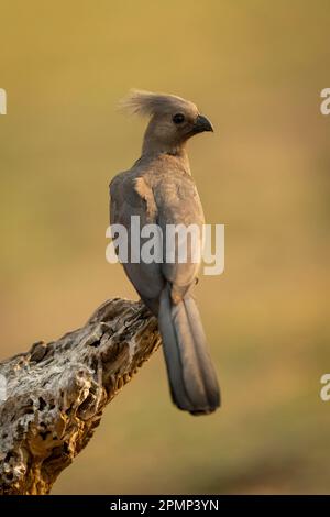L'uccello grigio da asporto (Corythaixoides concolor) si dirige verso il ramo morto nel Parco Nazionale del Chobe; Chobe, Botswana Foto Stock