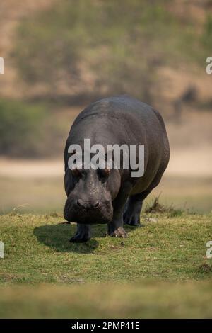 Hippopotamus amphibius cammina verso la macchina fotografica attraverso la pianura alluvionale erbosa nel Parco Nazionale del Chobe; Chobe, Botwana Foto Stock