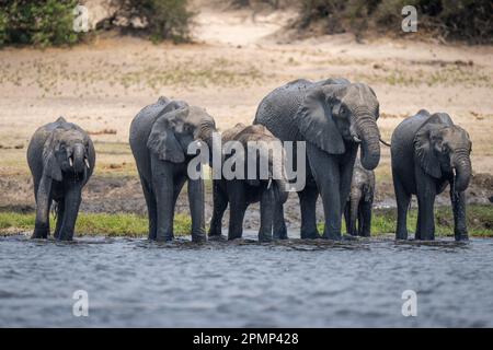 Branco di elefanti africani (Loxodonta africana) beve dal fiume nel Parco Nazionale del Chobe; Chobe, Botswana Foto Stock