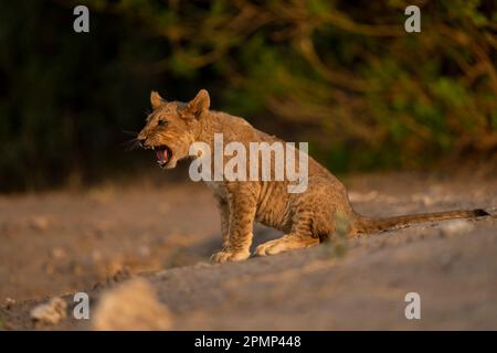 Il cucciolo di leone (Panthera leo) si trova su un terreno sabbioso nel Parco Nazionale del Chobe; Chobe, Botswana Foto Stock