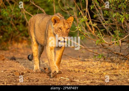 Lioness (Panthera leo) con i suoi catchlights passeggia attraverso i cespugli frondosi del Parco Nazionale del Chobe; Chobe, Botswana Foto Stock