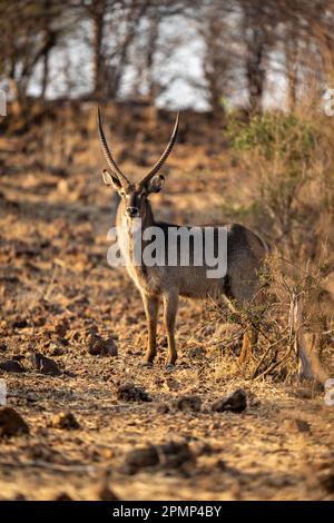 Maschio Common Waterbuck (Kobus ellipsiprymnus) si erge fissando dietro Bush nel Parco Nazionale del Chobe; Chobe, Botswana Foto Stock