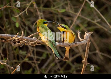 Il piccolo mangiapezzi maschile (Merops pusillus) passa per volare verso una femmina mentre è arroccato su una diramazione nel Parco Nazionale del Chobe; Chobe, Botswana Foto Stock