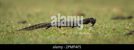 Panorama del monitor del Nilo (Varanus niloticus) a piedi con granchi nel Parco Nazionale del Chobe; Chobe, Botswana Foto Stock