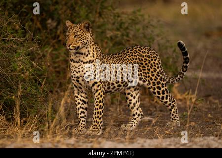 Il leopardo maschile (Panthera pardus) si trova vicino alla testa di sollevamento di cespugli nel Parco Nazionale del Chobe; Chobe, Botswana Foto Stock