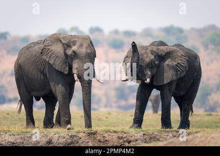 Due elefanti africani (Loxodonta africana) si trovano sulla riva del fiume nel Parco Nazionale del Chobe; Chobe, Botswana Foto Stock