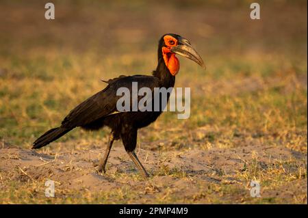Bucorvus leadbeateri, un corvo di terra meridionale che attraversa l'erba sabbiosa del Chobe National Park; Chobe, Botswana Foto Stock