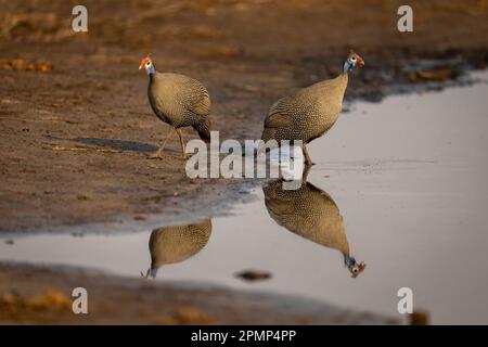 Due esemplari di guineafowl (Numida meleagris) si riflettono nell'acqua nel Parco Nazionale del Chobe; Chobe, Botswana Foto Stock