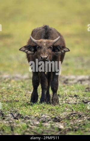 Il bufalo di Young Cape (Syncerus caffer) si erge rivolto verso la macchina fotografica nel Parco Nazionale del Chobe; Chobe, Botswana Foto Stock