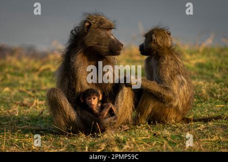 Il babbuino di Chacma (Papio ursinus) si siede tenendo il bambino sull'erba nel Parco Nazionale del Chobe; Chobe, Botswana Foto Stock