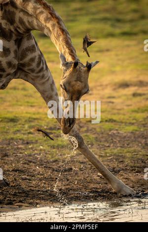 Primo piano di giraffa del Sud (Giraffa giraffa angolensis) che beve acqua con uccelli che sfrecciano intorno alla testa nel Parco Nazionale del Chobe Foto Stock