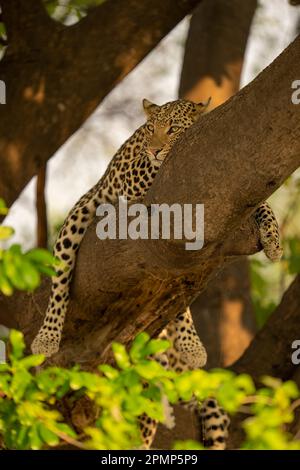 Il leopardo (Panthera pardus) si trova a cavallo di un ramo d'albero che guarda a sinistra nel Parco Nazionale del Chobe; Chobe, Botswana Foto Stock